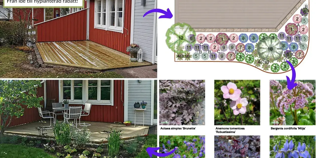 Planera rabatt: från idé till verklighet med en ritning och bilder på växter som Anemone, Bergenia och Iris.