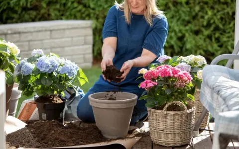 Kvinna planterar hortensior med ny jord. Vackra blommor i rosa, blått och vitt.