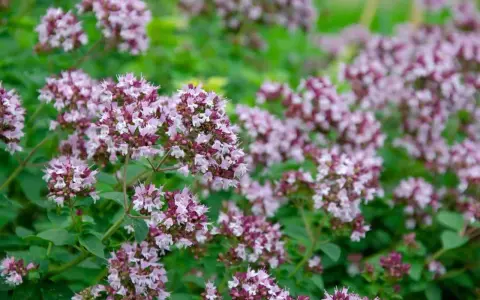 En tät buske med små, lila blommor och gröna blad. Perfekt för att odla oregano i din trädgård.