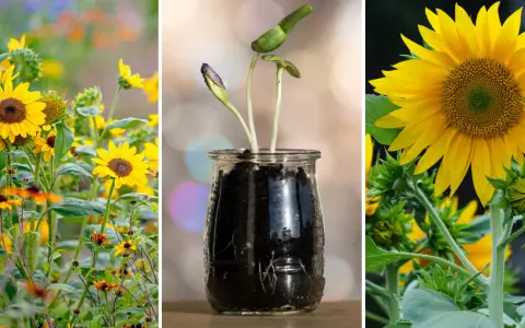 En bildsvit som visar hur man kan odla solrosor, från små groddar i en glasburk till fullvuxna blommor i en solig äng.