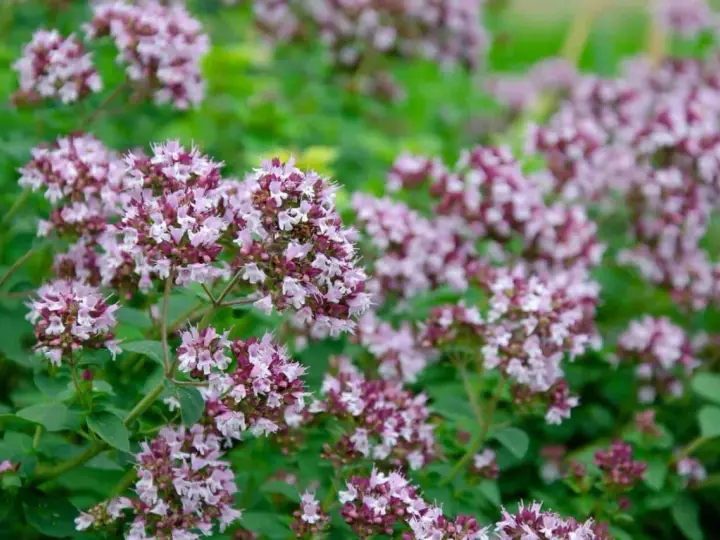 En tät buske med små, lila blommor och gröna blad. Perfekt för att odla oregano i din trädgård.