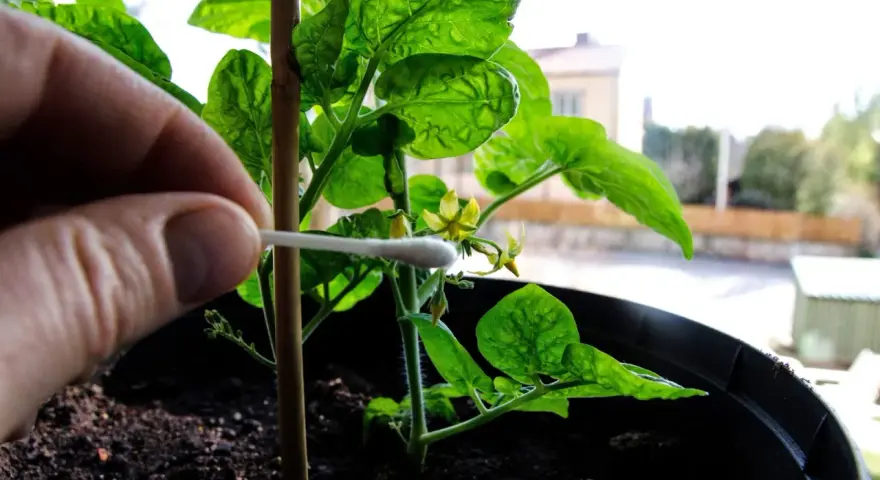 Handen pollinerar en liten chiliplanta med en tops. Försiktig handpåläggning för att lyckas med chili odla.
