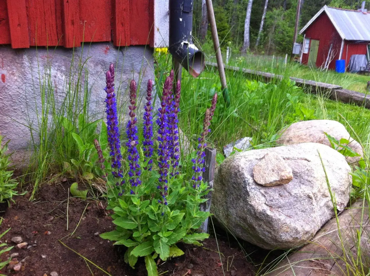 Blå salvia blommar i en pallkrage vid ett rött hus. Stora stenar och gräs omger blommorna.