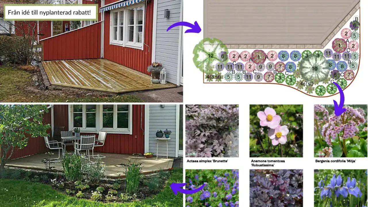 Från idé till rabattplanering med olika växter. En trädgårdsdesign visar hur man kan planera rabatt.