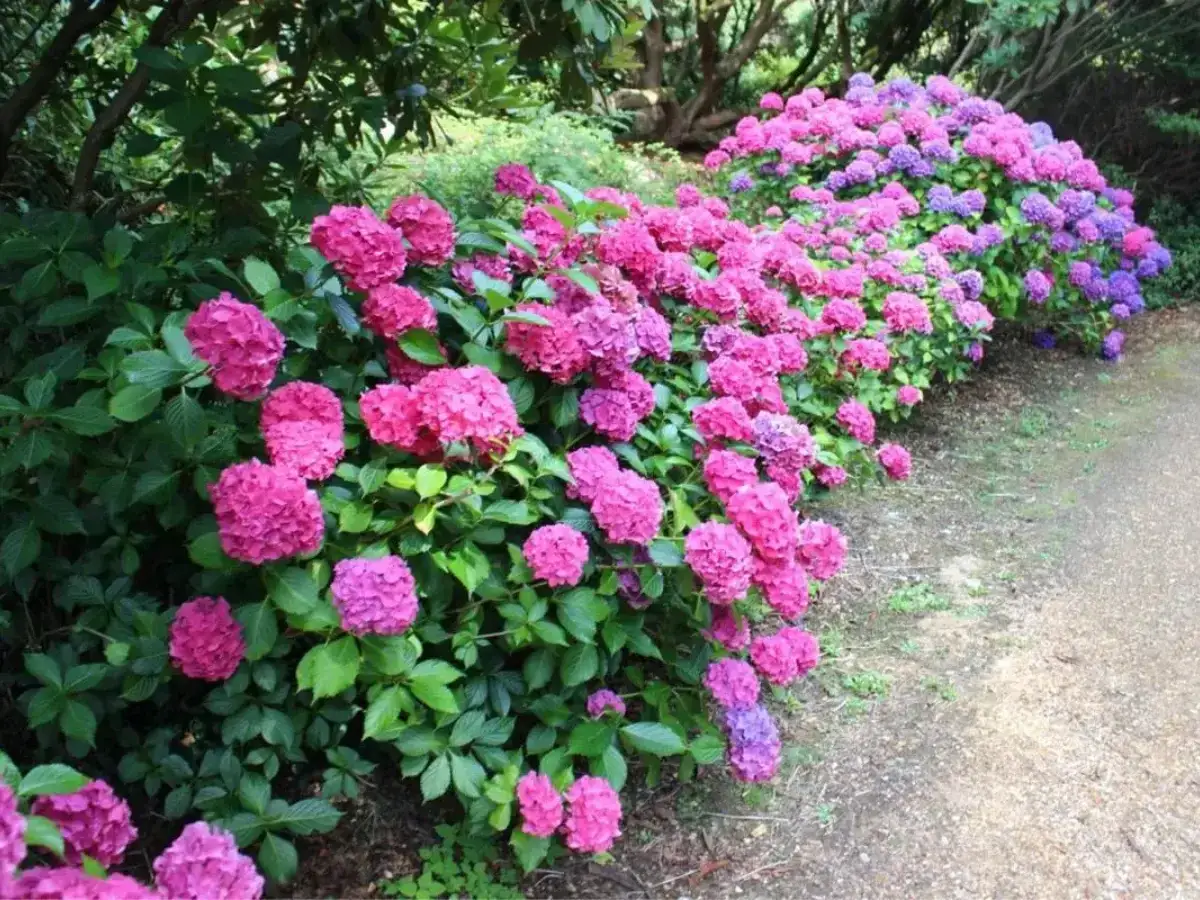 En rabatt med frodiga, fleråriga blommor i nyanser av rosa och lila. De stora, runda blomklasarna skapar en färgsprakande kant längs en grusgång.