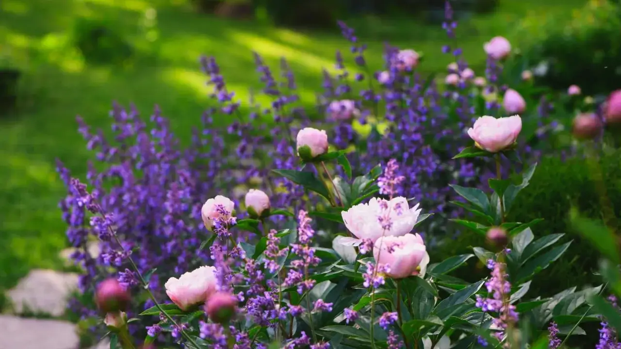 Ljusrosa pioner blommar bland lila kantnepeta sorter i en lummig trädgård.