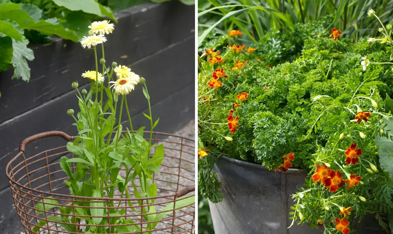 Gula och orangea marigolds svenska blommar i en korg och en kruka, omgivna av gr&ouml;na blad.