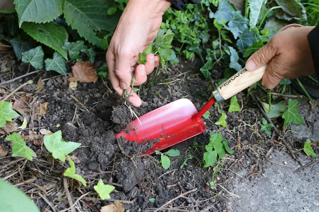 Händer rensar ogräs med en röd spade för att få bort kirskål.