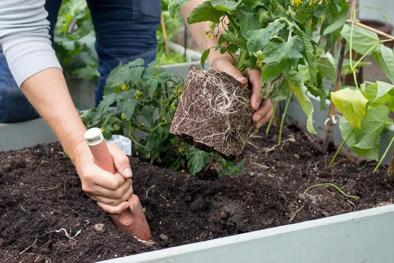 Här planteras tomatplantor i jorden, som berikats med kaffesump för extra näring.