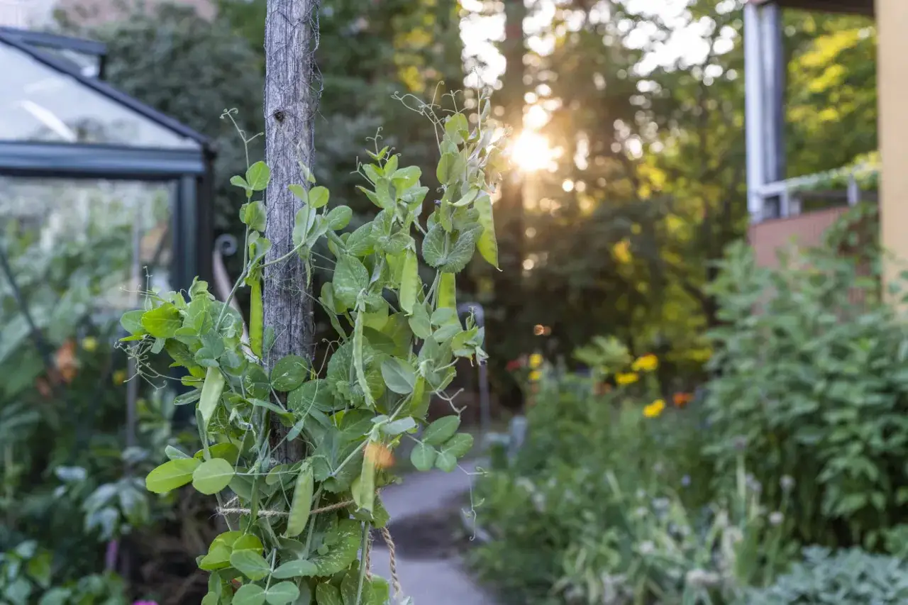 Ärtor klättrar på en träpåle i en lummig trädgård, solljuset bryter igenom lövverket. En perfekt syn så i juli.