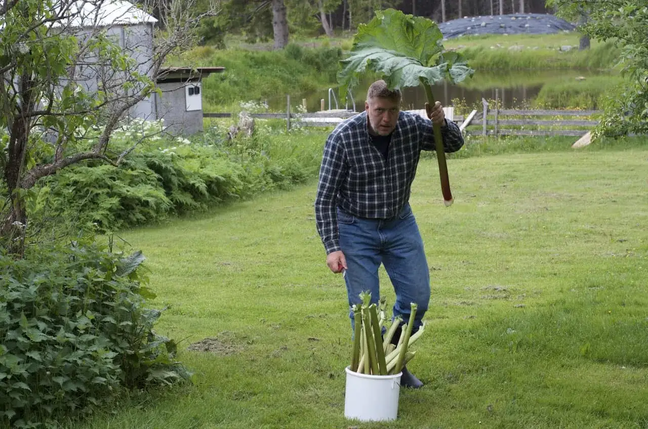 Man med en stor rabarberplanta, redo att sk&ouml;rda. En hink med rabarber st&aring;r p&aring; gr&auml;smattan. Lyckas bra med att odla rabarber!